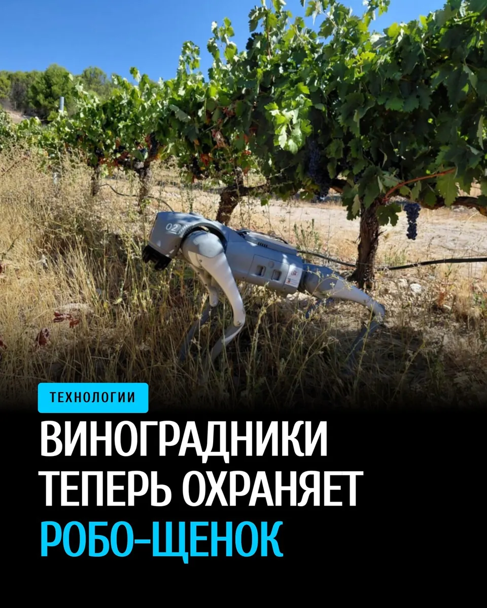 Проба робота-щенка в виноградниках Эстремудры